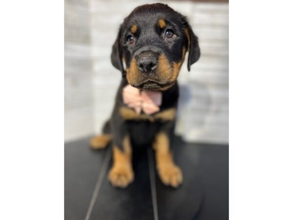Rottweiler DOG Female Black / Tan 4622 Petland Knoxville, Tennessee