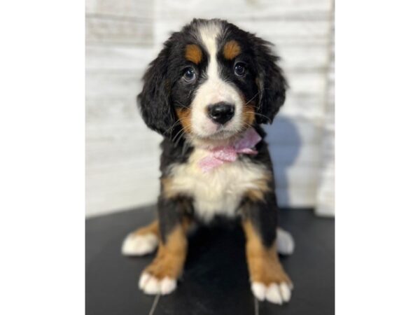 Bernese Mountain Dog DOG Female Tri-Colored 4623 Petland Knoxville, Tennessee