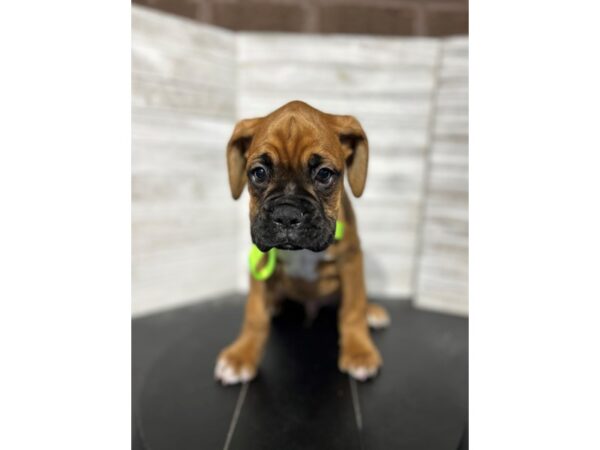 Boxer DOG Male Fawn 4629 Petland Knoxville, Tennessee