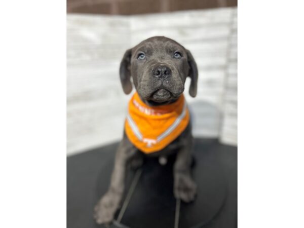 Cane Corso-DOG-Male-Brindle-4627-Petland Knoxville, Tennessee