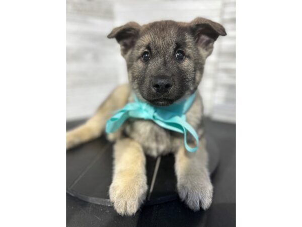 Norwegian Elkhound-DOG-Male-Silver/Black-4630-Petland Knoxville, Tennessee