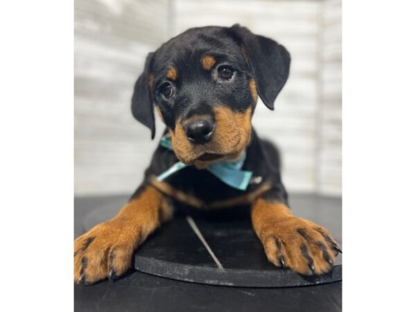 Rottweiler DOG Female Black / Tan 4631 Petland Knoxville, Tennessee