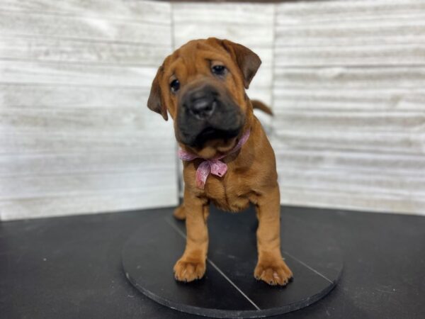 Hippo Mini DOG Female Red 4634 Petland Knoxville, Tennessee