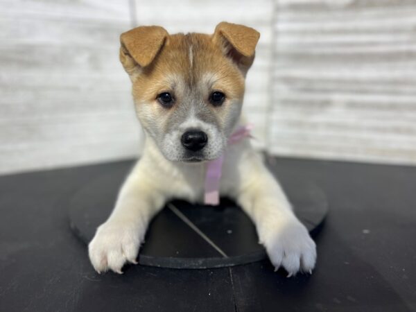 Akita DOG Female Brown / White 4635 Petland Knoxville, Tennessee