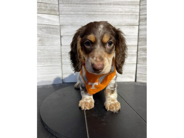 Dachshund DOG Male White / Chocolate 4641 Petland Knoxville, Tennessee