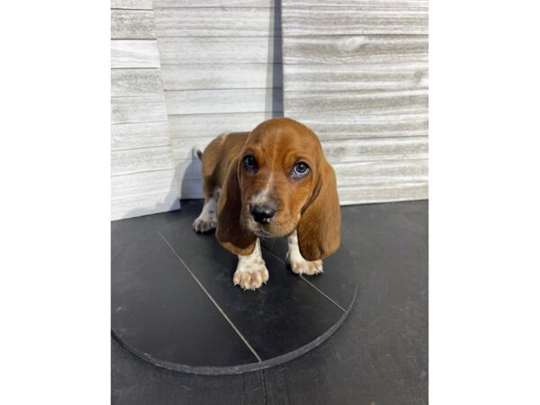 Basset Hound-DOG-Male-Red / White-4642-Petland Knoxville, Tennessee