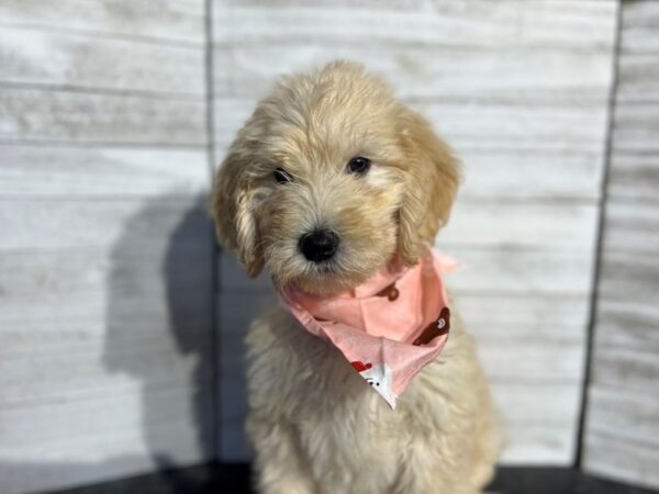 Goldendoodle 2nd Gen-DOG-Female-Cream-4640-Petland Knoxville, Tennessee