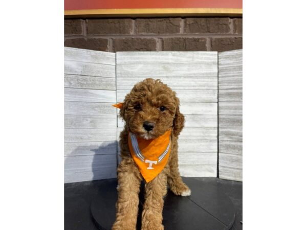 Miniature Poodle-DOG-Male-Red-4643-Petland Knoxville, Tennessee