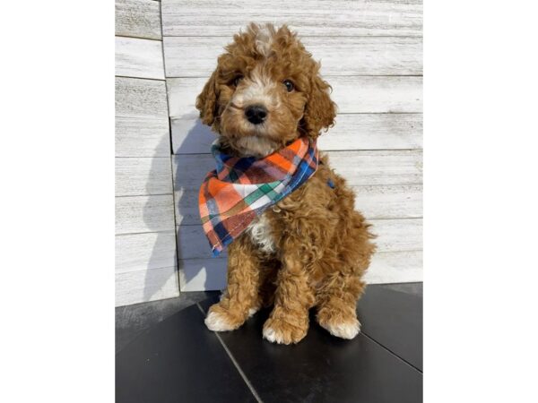 Mini Goldendoodle-DOG-Male--4638-Petland Knoxville, Tennessee