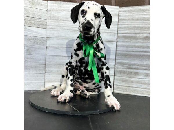 Dalmation-DOG-Male-Black/White-4649-Petland Knoxville, Tennessee