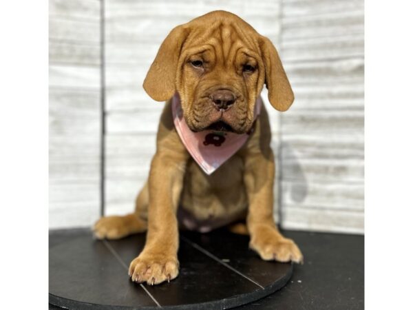 Dogue De Bordeaux-DOG-Female-Red-4648-Petland Knoxville, Tennessee