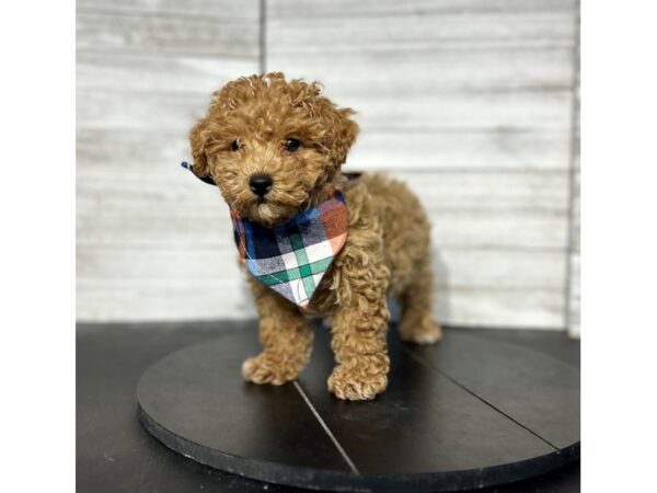 Bichonpoo DOG Male Red 4646 Petland Knoxville, Tennessee