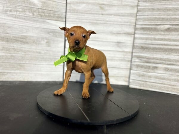 Miniature Pinscher-DOG-Male-Rust-4651-Petland Knoxville, Tennessee