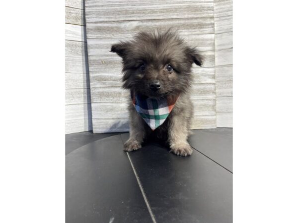 Keeshond-DOG-Male-Silver / Black-4654-Petland Knoxville, Tennessee