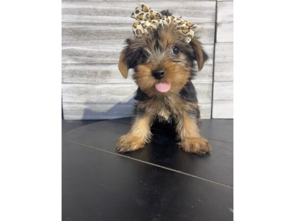 Yorkshire Terrier-DOG-Female-Black / Tan-4658-Petland Knoxville, Tennessee