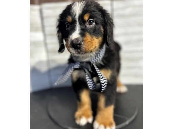 Bernese Mountain Dog DOG Male Black Tan / White 4655 Petland Knoxville, Tennessee