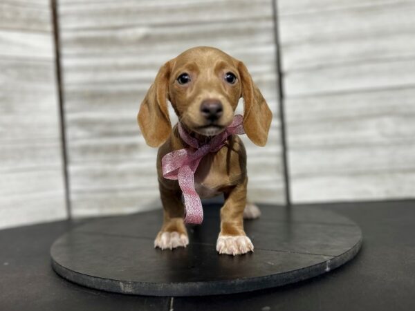 Dachshund DOG Female Fawn (Isabella) 4663 Petland Knoxville, Tennessee