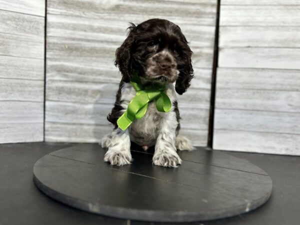 Cocker Spaniel-DOG-Male-Chocolate / White-4662-Petland Knoxville, Tennessee