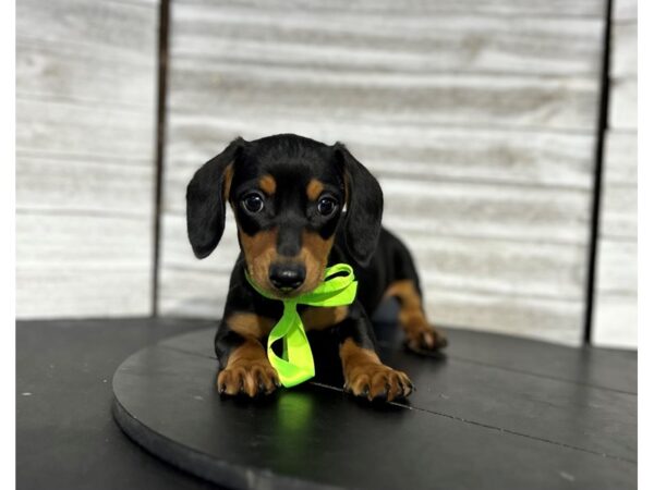 Dachshund DOG Male Black / Tan 4659 Petland Knoxville, Tennessee