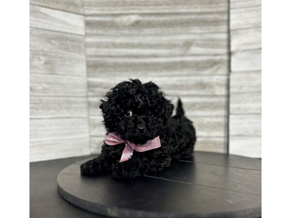 Cockapoo-DOG-Female-Black-4666-Petland Knoxville, Tennessee