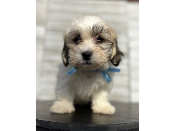 Teddy Bear DOG Male 4693 Petland Knoxville, Tennessee