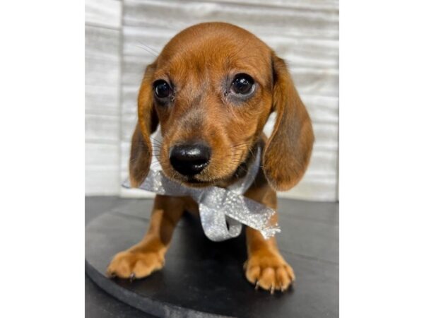 Dachshund DOG Female Brown 4691 Petland Knoxville, Tennessee