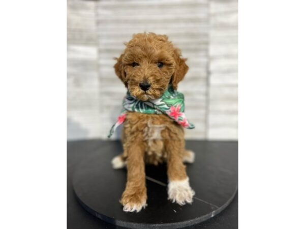 Miniature Poodle-DOG-Male-Red-4689-Petland Knoxville, Tennessee