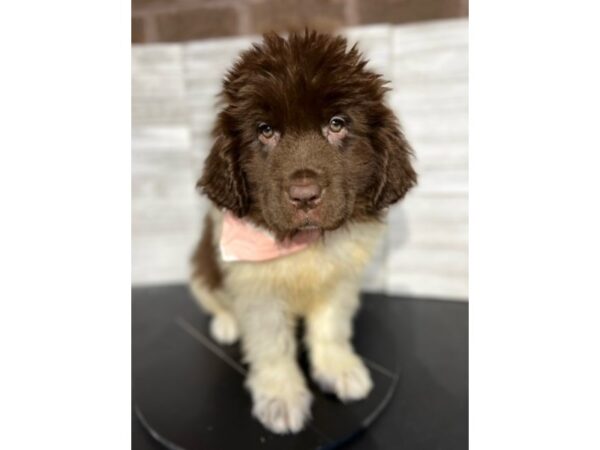 Newfoundland-DOG-Female-Brown / White-4688-Petland Knoxville, Tennessee