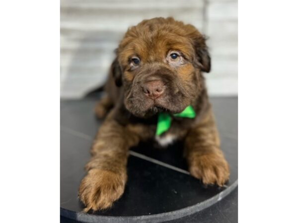 Mini Hippo-DOG-Male-Chocolate-4687-Petland Knoxville, Tennessee