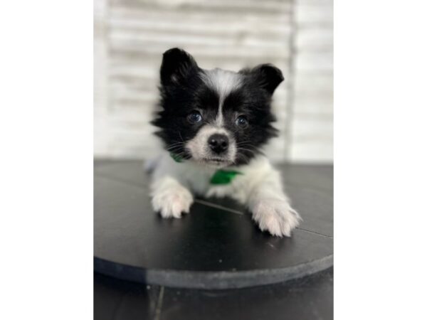 Papillon DOG Male Black / White 4685 Petland Knoxville, Tennessee