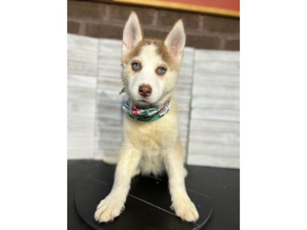 Siberian Husky-DOG-Female-Red / White-4681-Petland Knoxville, Tennessee