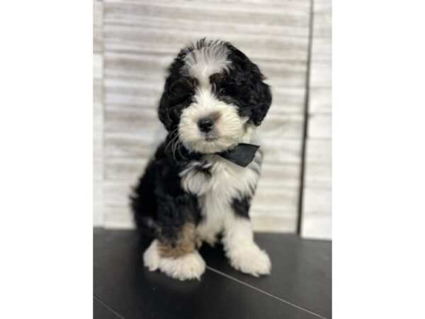 Mini Bernadoodle DOG Male Tri-Colored 4680 Petland Knoxville, Tennessee