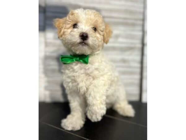 Bichapoo-DOG-Male--4679-Petland Knoxville, Tennessee