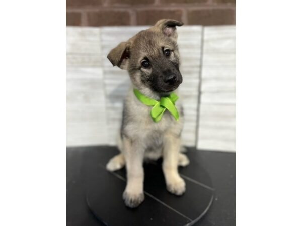 Norwegian Elkhound DOG Male Black / Silver 4678 Petland Knoxville, Tennessee