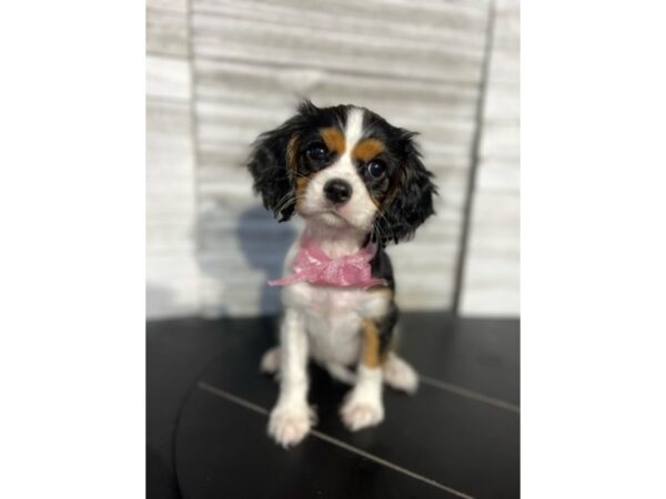 Cavalier King Charles Spaniel-DOG-Female-Tri-Colored-4677-Petland Knoxville, Tennessee