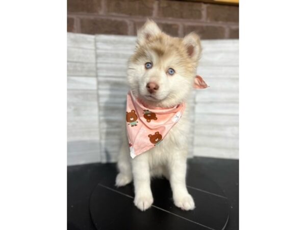 Pomsky DOG Male Red Merle 4676 Petland Knoxville, Tennessee