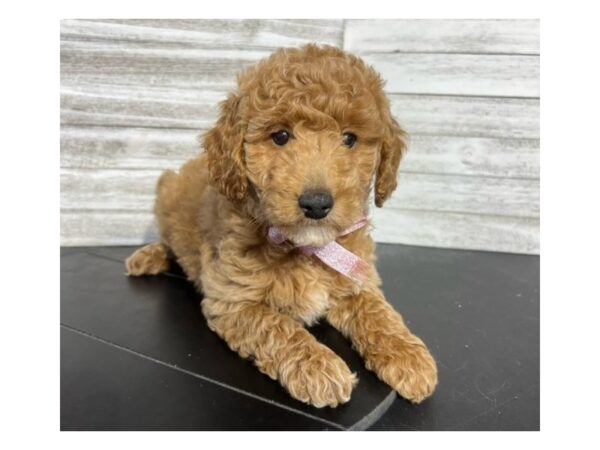 Mini Goldendoodle DOG Female Red 4675 Petland Knoxville, Tennessee