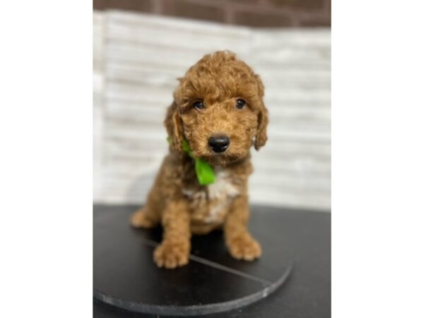 Mini Goldendoodle DOG Male Red 4674 Petland Knoxville, Tennessee