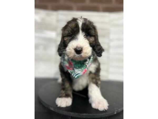 Sheepadoodle-DOG-Female-Brindle-4672-Petland Knoxville, Tennessee