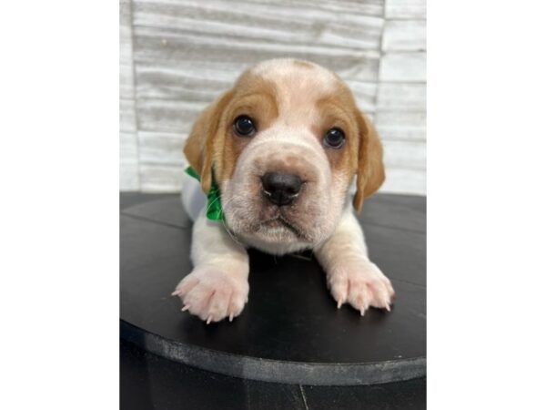 Walrus-DOG-Male-Tri-Colored-4671-Petland Knoxville, Tennessee