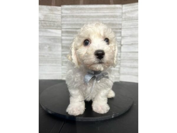 Bichon Frise-DOG-Male-White-4670-Petland Knoxville, Tennessee