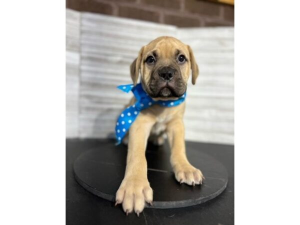 Bullmastiff-DOG-Male-Fawn-4668-Petland Knoxville, Tennessee