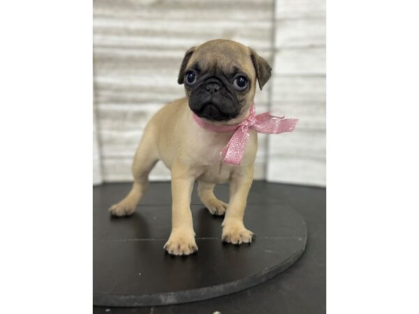 Pug DOG Female Fawn 4714 Petland Knoxville, Tennessee