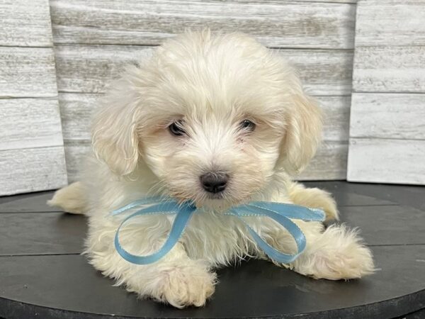 Maltese-DOG-Male-White-4697-Petland Knoxville, Tennessee