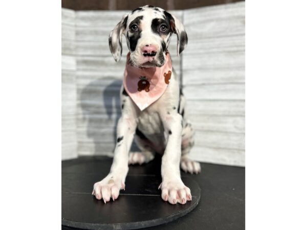 Great Dane-DOG-Female-HARLEQUIN-4706-Petland Knoxville, Tennessee