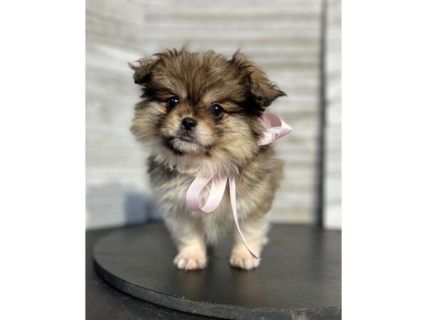 Toi Leo DOG Female Sable / White 4710 Petland Knoxville, Tennessee