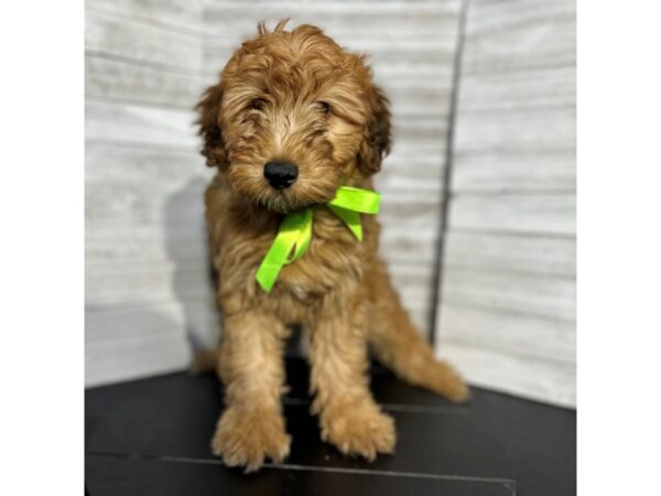 Whoodle Mini DOG Male Wheaten 4700 Petland Knoxville, Tennessee