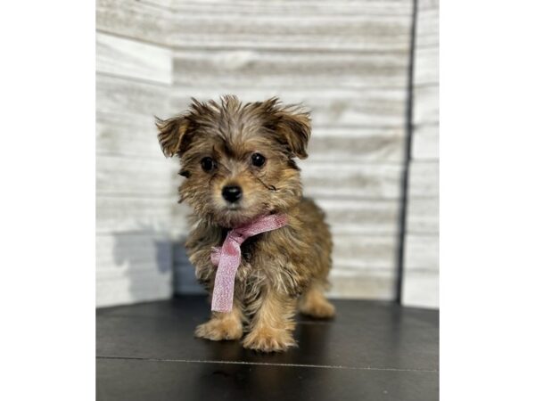 Yorkie Poo-DOG-Female-Sable-4702-Petland Knoxville, Tennessee