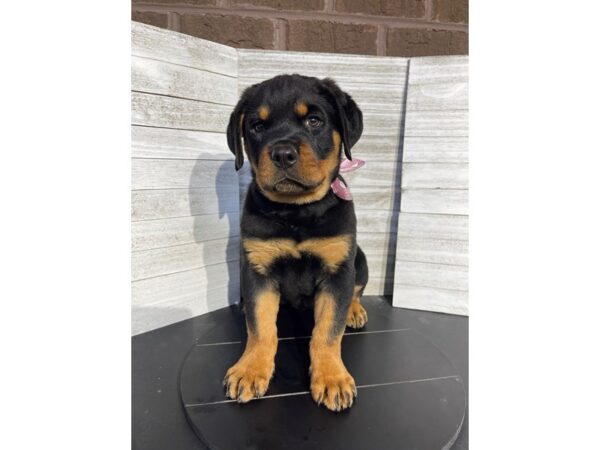 Rottweiler DOG Female Black / Tan 4718 Petland Knoxville, Tennessee