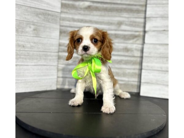 Cavalier King Charles Spaniel-DOG-Male-Red / White-4717-Petland Knoxville, Tennessee